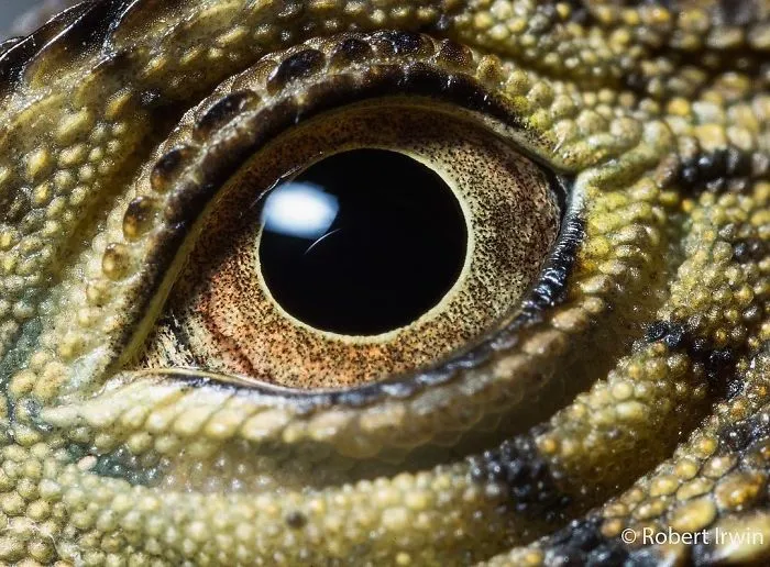 Steve Irwin's Son Is An Award Winning Photographer And These Photos Show Why