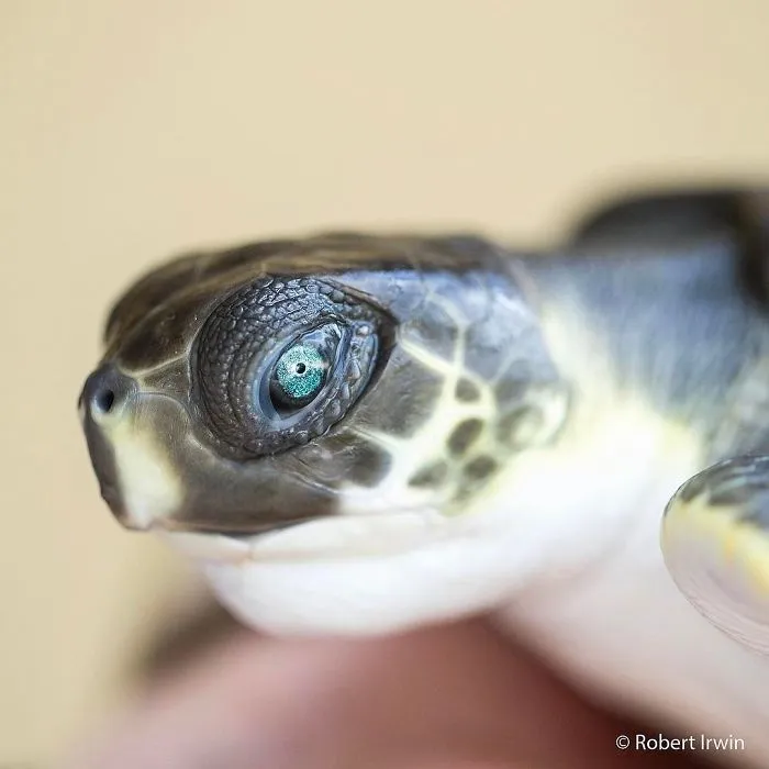 Steve Irwin's Son Is An Award Winning Photographer And These Photos Show Why