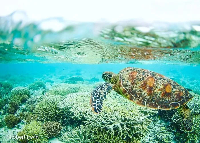 Steve Irwin's Son Is An Award Winning Photographer And These Photos Show Why