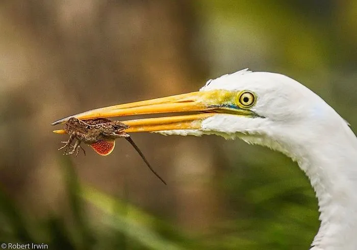 Steve Irwin's Son Is An Award Winning Photographer And These Photos Show Why