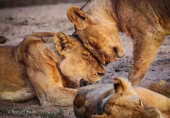 Steve Irwin's Son Is An Award Winning Photographer And These Photos Show Why