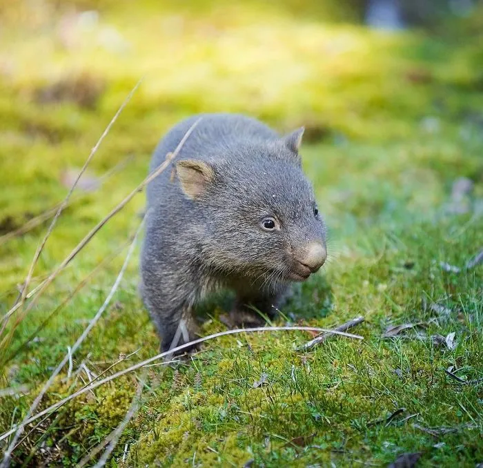 El hijo de Steve Irwin se ha convertido en un premiado fotógrafo, y en sus fotos verás por qué