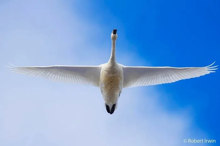 El hijo de Steve Irwin se ha convertido en un premiado fotógrafo, y en sus fotos verás por qué