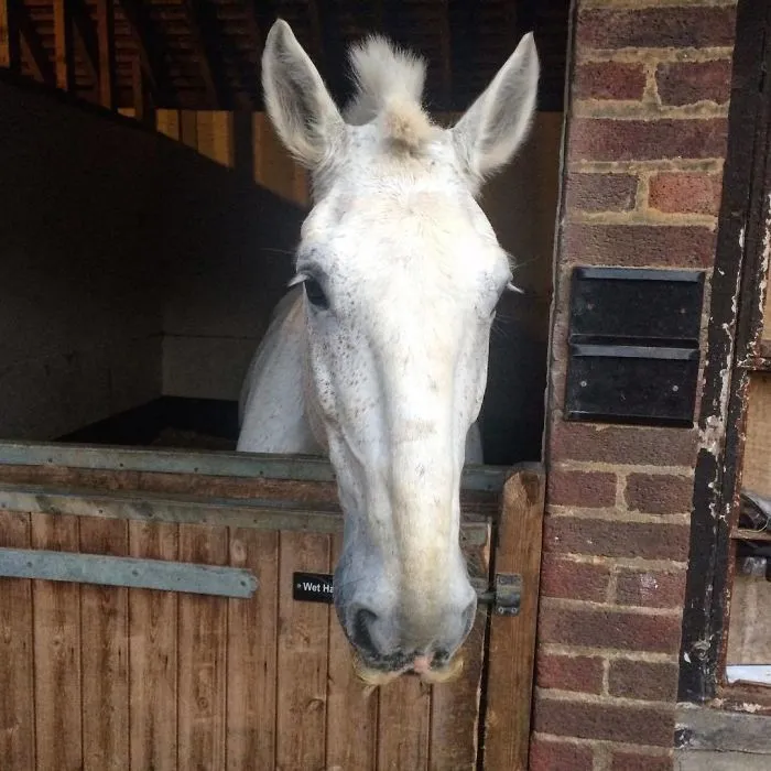 If You Ever Feel Sad, Just Remember That Horses Can Grow Moustaches