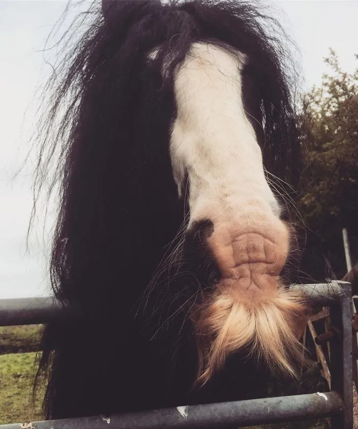 Si estás triste, solo tienes que ver cómo les crece el bigote a los caballos