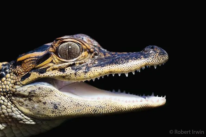 Steve Irwin's Son Is An Award Winning Photographer And These Photos Show Why