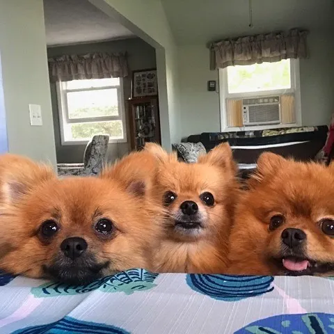 Pomeranios en la mesa