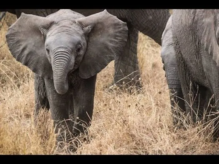 Ultra Cute Newborn African Elephant Trunk Dives