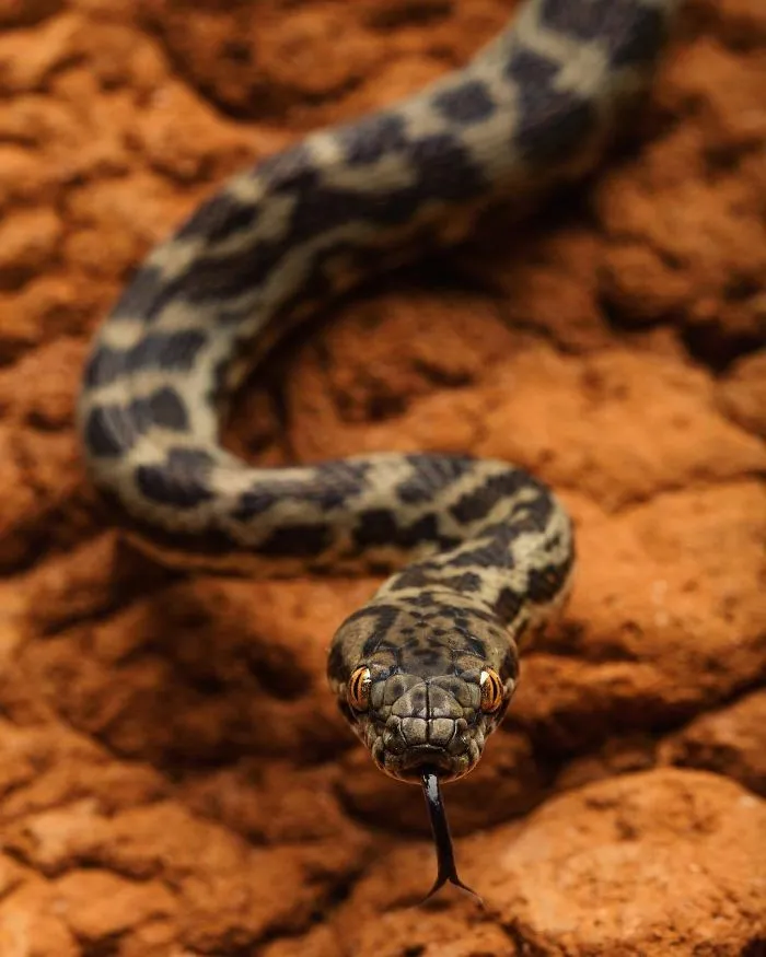 Steve Irwin's Son Is An Award Winning Photographer And These Photos Show Why