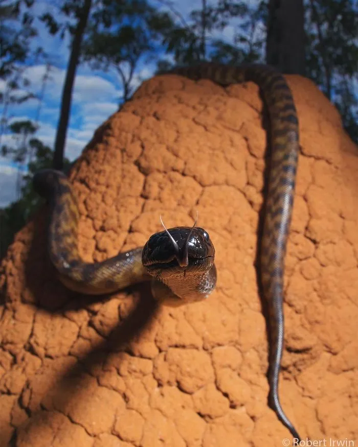 Steve Irwin's Son Is An Award Winning Photographer And These Photos Show Why