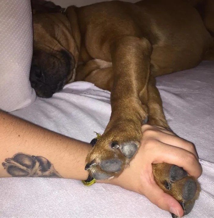 Ink and Paw Harmony