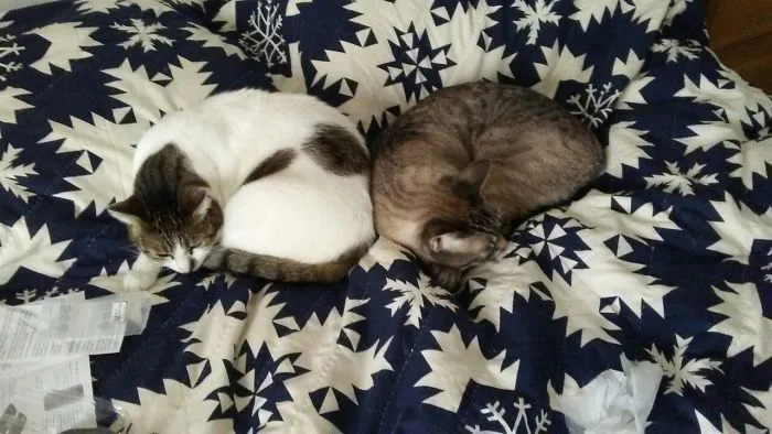 Babies In Bed