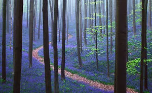 This Amazing Forest In Belgium Will Restore Your Love For Nature