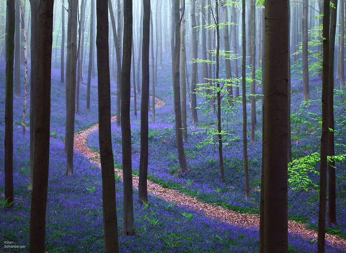 This Amazing Forest In Belgium Will Restore Your Love For Nature