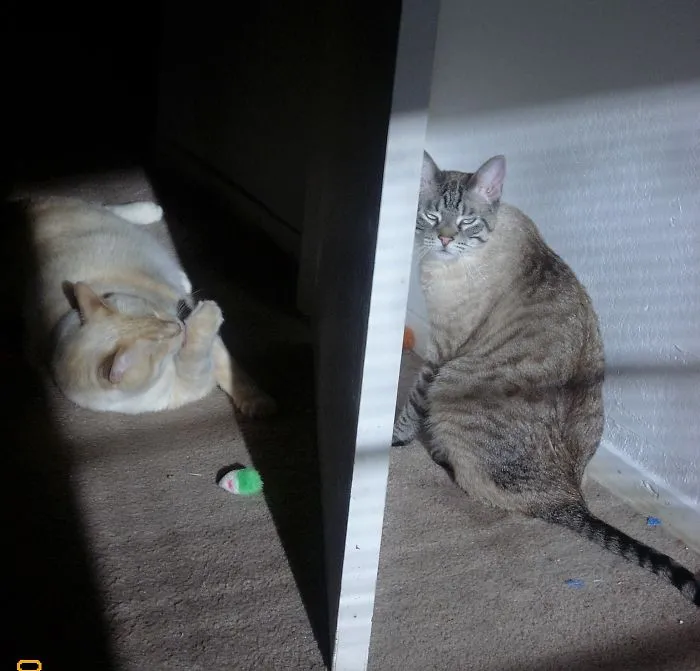 Cats At The Door