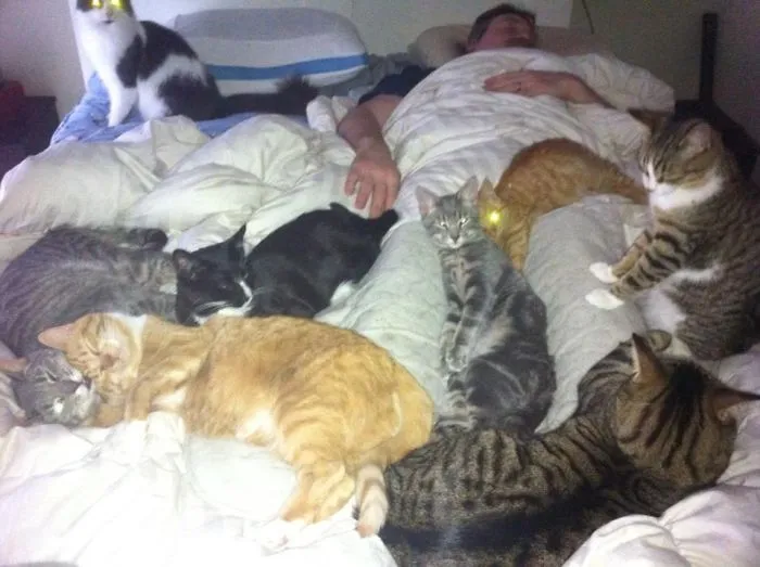 Not Even All The Cats In The House At The Time!