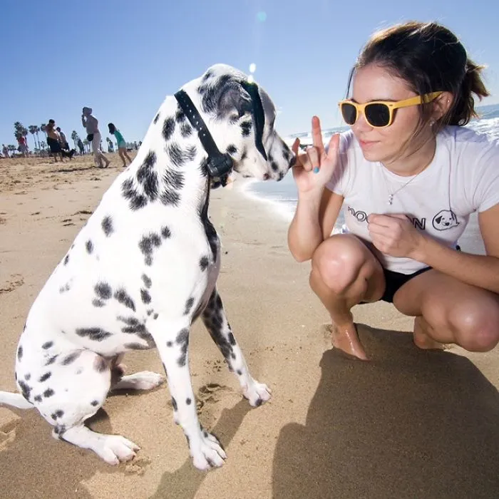 Mascot, Model And Therapy Dog Charlie Is So Smart He Knows Sign Language And Can Open Jars…