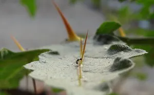 The Insect-Man