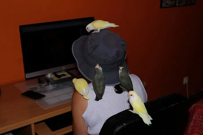 Our 5 Roseicollis,  Who Love To Fly Through The House.