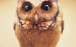Photographer Captures The Hypnotising Beauty Of Owls In 30 Striking Portraits