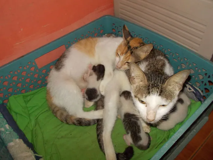 My Sweeet Cats