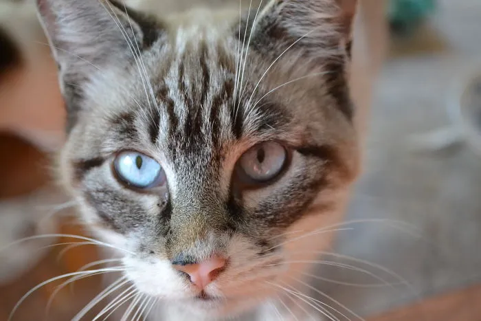 Cats Eyes  -  Olhos De Gatos
