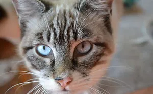 Cats Eyes  -  Olhos De Gatos