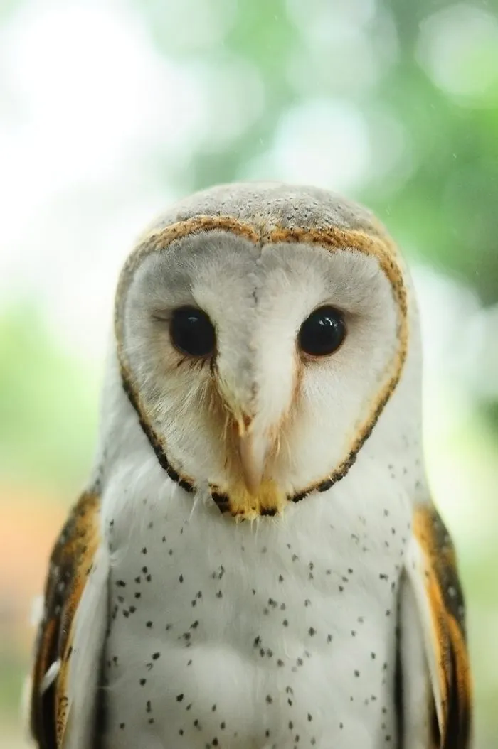 Heart Shaped Face