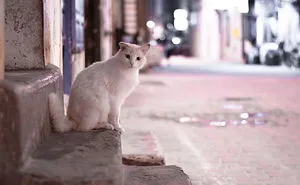 Is This Cat City? Capturing The Cats Of Essaouira, Morocco