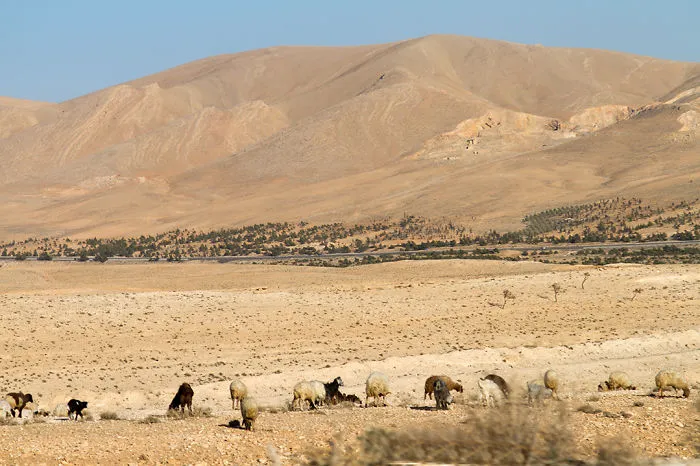 Syrian Desert