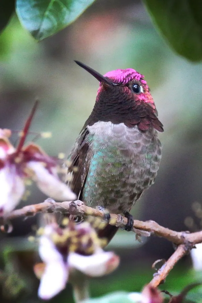 Colibrí De Ana Macho - Foto Por Tom Bramwell