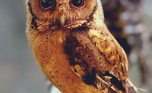 Photographer Captures The Hypnotising Beauty Of Owls In 30 Striking Portraits