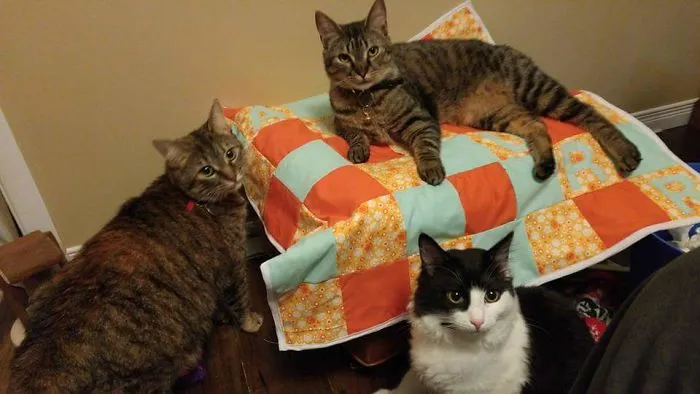 My Three Kitties Don't Always Get Along, But They Can Agree Their Handmade Quilts Are The Best!