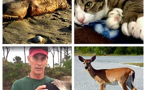 4 Rare Animal Species That Hurricanes Harvey And Irma Brought Us