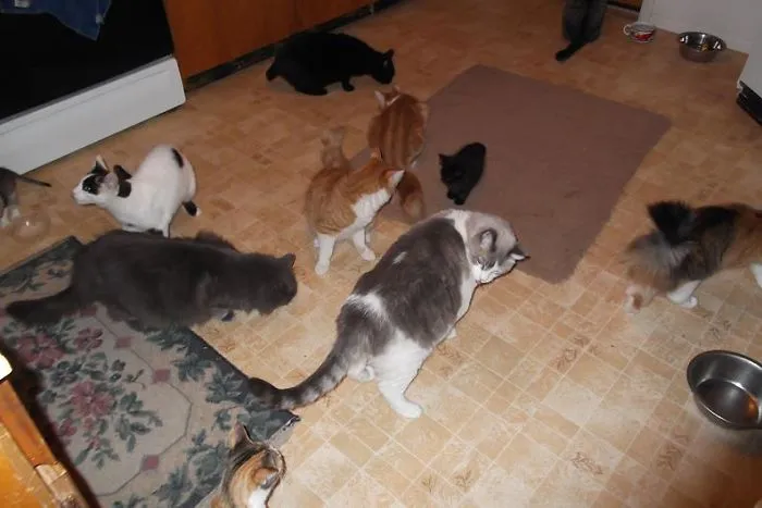 11 Of My 15 Waiting For Their Canned Food Treat.  No Idea Where The Dog Is Lol.
