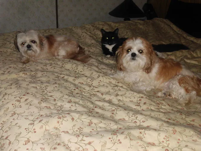 Left To Right Abby, Thackery Binx And Tucker .. Salem The Long Haired Black Cat Is Missing As Well As Clyde A 10 Foot Jungle Ball Python And Gemma A 4 Foot Ball Python