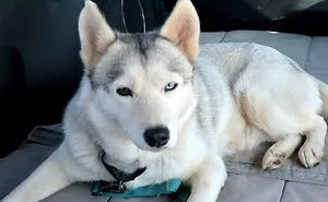 Husky Gets Second Chance At Life