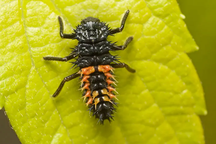 Lady Beetle Larva (Coccinellidae)