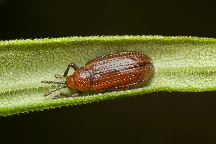 Leaf Beetle (Sumitrosis)