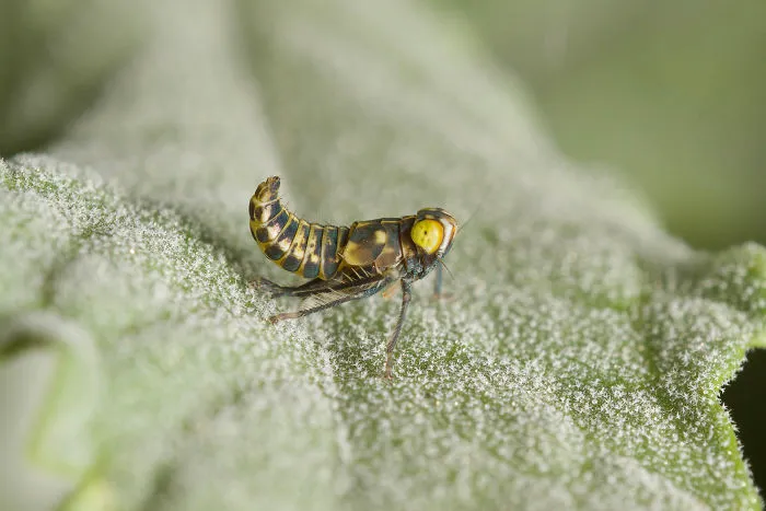 Leaphopper Nymph (Coelidia Olitoria)