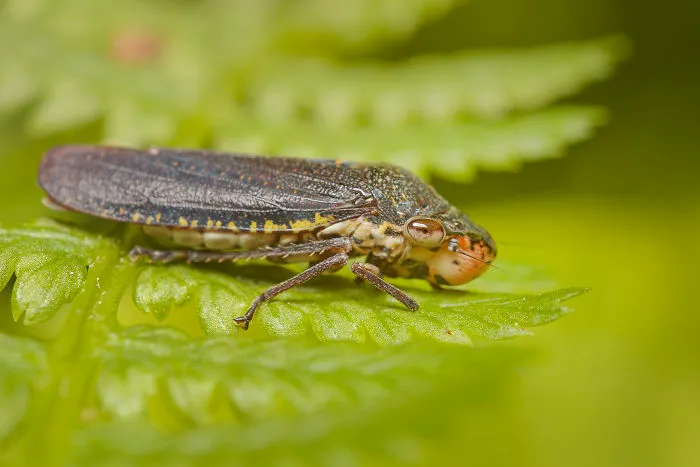 Sharpshooter Leafhopper (Cicadellidae)