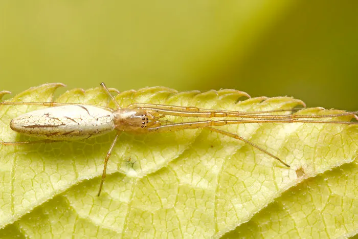 Long-Jawed Orb Weaver (Tetragnathidae)
