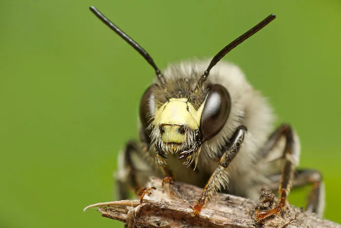 Digger Bee (Anthophora Terminalis)