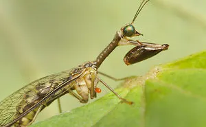 I Spent All Summer Photographing The Diversity Of Bugs In My Hometown