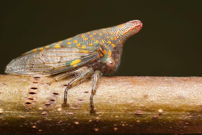 Oak Treehopper (Platycotis Vittata)