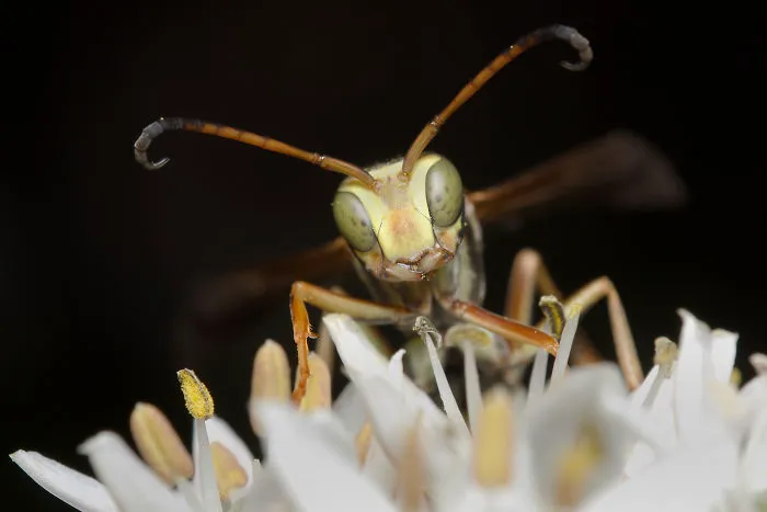Paper Wasp (Polistinae)