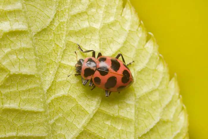 Spotted Lady Beetle (Coleomegilla Maculata)