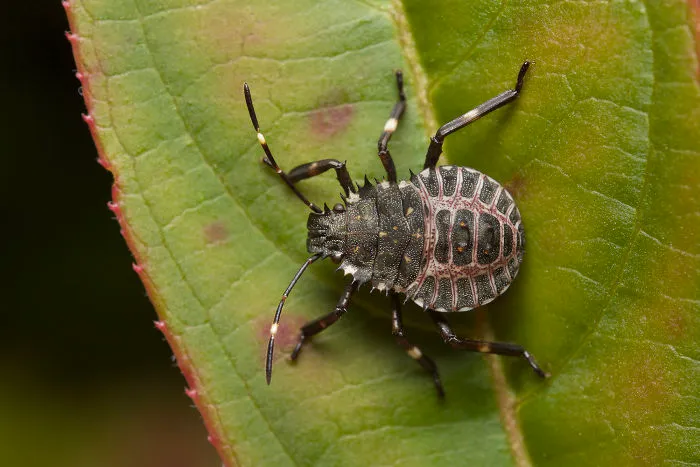 Stinkbug Nymph (Halyomorpha Halys)