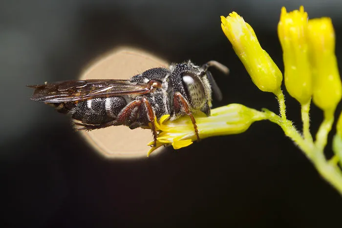 Leaf-Cutter Cuckoo Bee (Coelioxys)