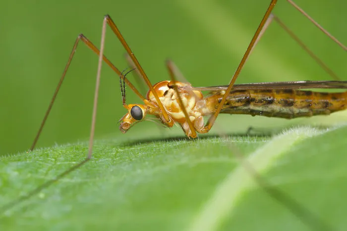 Cranefly (Tipulidae)